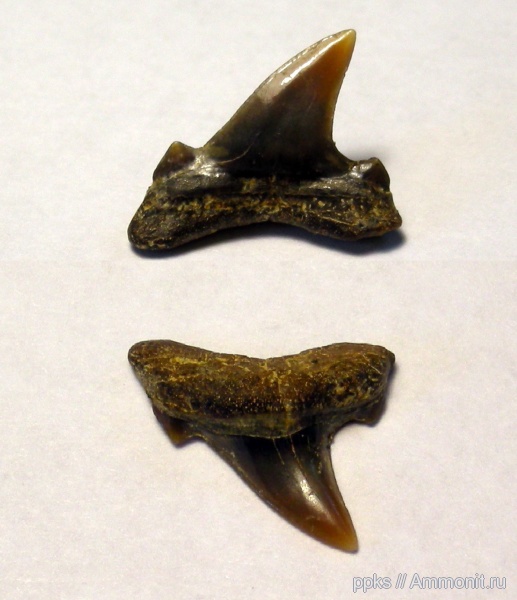 меловой период, акулы, сеноман, Archaeolamna, Варавино, Cenomanian, Cretaceous, sharks