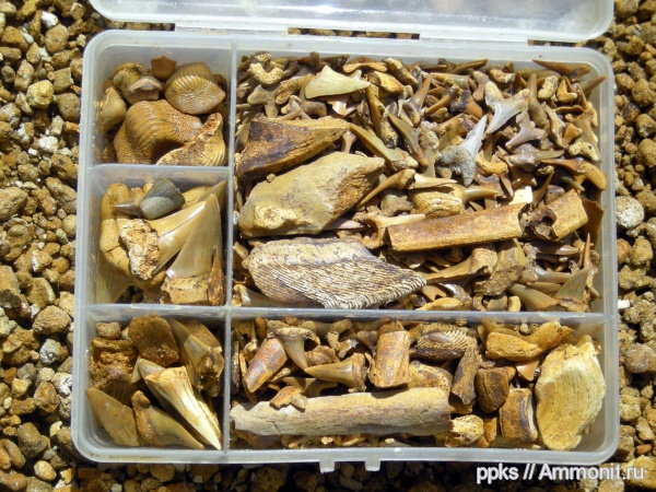 рыбы, зубы, меловой период, акулы, Шацк, Cretaceous, fish, teeth, sharks