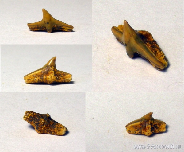 зубы, акулы, Шацк, teeth, sharks