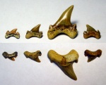 зубы Cretoxyrhina
