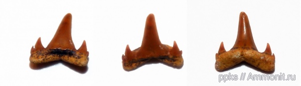 зубы, акулы, Шацк, teeth, sharks