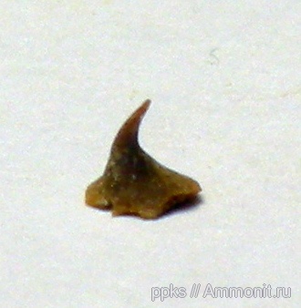 акулы, сеноман, Шацк, Cenomanian, sharks