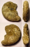 аммонит Schloenbachia varians