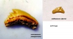 верхний левый зуб акулы Pachygaleus glickmani