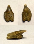симфизный зуб акулы Cretoxyrhina denticulata (?) симфизный зуб акулы Cretoxyrhina denticulata (?)