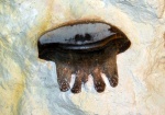 зуб Polyrhizodus