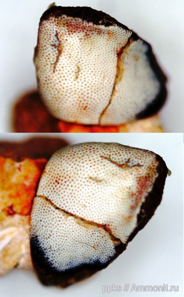 карбон, Цемгигант, рыбы, зубы, Deltoptychius, fish, teeth