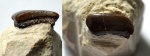 зуб Lagarodus specularis, морфотип specularis