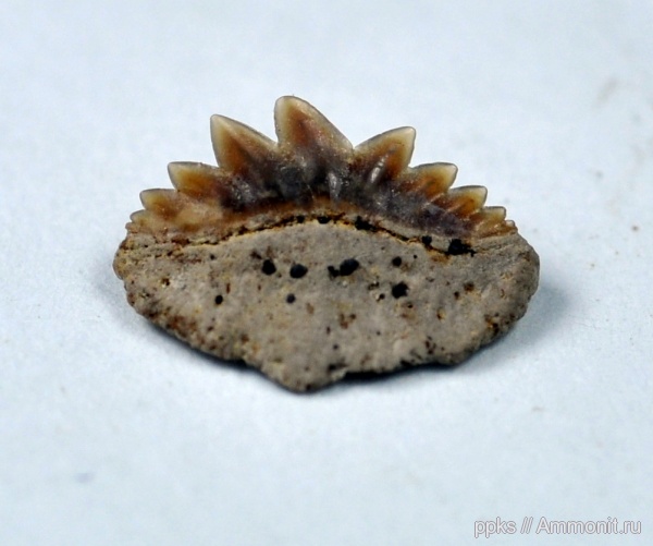 зубы, меловой период, акулы, Notidanodon, Варавино, Hexanchiformes, Cretaceous, teeth, sharks