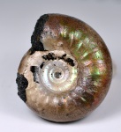 юрский аммонит Kachpurites fulgens