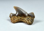 задний зуб Cretoxyrhina denticulata
