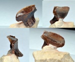 зуб Polyrhizodus (взгляд изнутри)