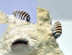 зуб Solenodus crenulatus (?)