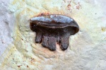зуб Polyrhizodus (№4)