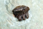 зуб Polyrhizodus (№5)