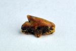 зуб акулы Squalus