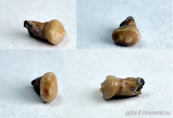 мел, рыбы, сеноман, Варавино, Pycnodontiformes, Cenomanian, Cretaceous, fish