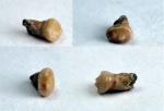 нестандартный Pycnodontiformes