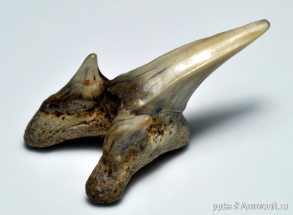 акулы, сеноман, Leptostyrax, Варавино, Cenomanian, sharks