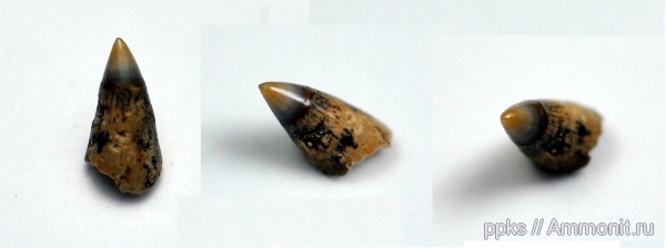 рыбы, зубы, сеноман, Варавино, Cenomanian, fish, teeth