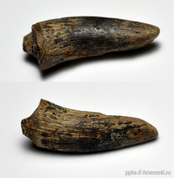 рептилии, мел, зубы, сеноман, Варавино, Cenomanian, Cretaceous, teeth