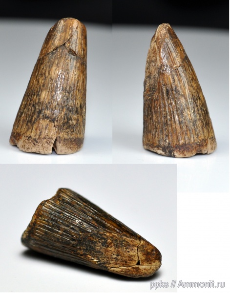 зубы, сеноман, Варавино, Cenomanian, teeth