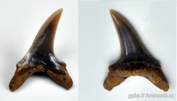 мел, зубы, акулы, сеноман, Варавино, Paranomotodon, Cenomanian, Cretaceous, teeth, sharks
