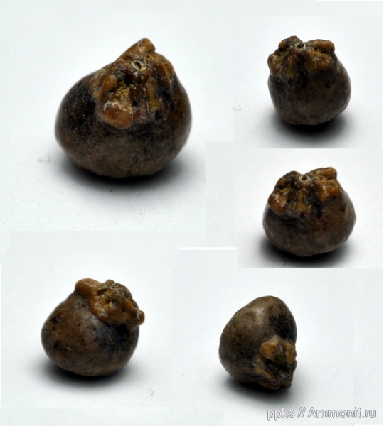 мел, рыбы, зубы, сеноман, Варавино, Cenomanian, Cretaceous, fish, teeth