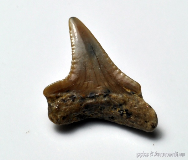 мел, зубы, акулы, сеноман, Варавино, Cenomanian, Cretaceous, teeth, sharks