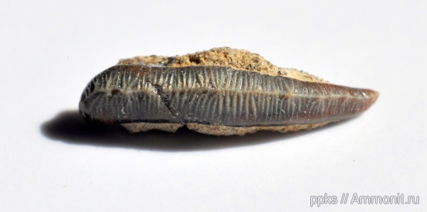 зубы, сеноман, Варавино, teeth