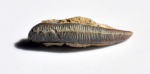 Acrodus (?)