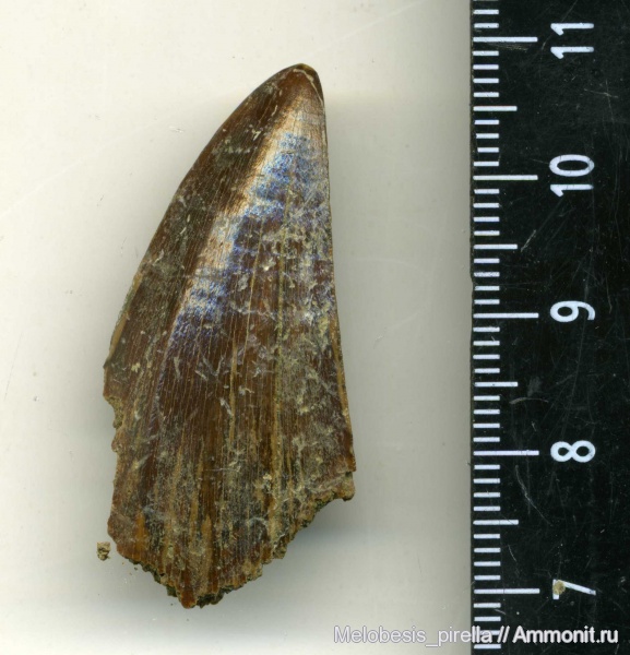 рептилии, мозазавры, маастрихт, Mosasaurus, Волгоград, Maastrichtian, Mosasaurus sp, Mosasaurus Hoffmanni