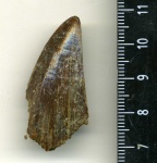 зуб Mosasaurus Hoffmani