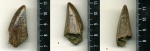 зуб Mosasaurus Hoffmani