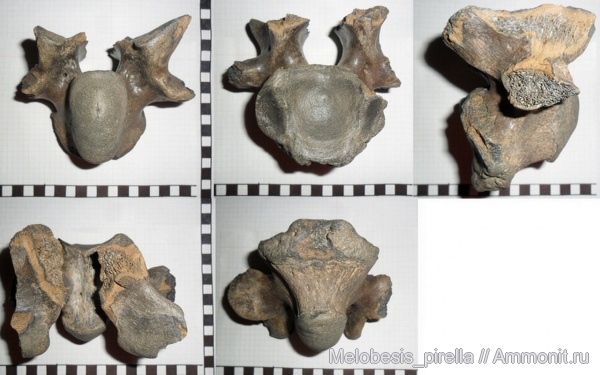 млекопитающие, плейстоцен, бизоны, позвонки, Волгоград, Bison priscus, шейный позвонок, Средняя Ахтуба