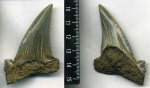 Otodus (Carcharocles) auriculatus (Blainville, 1818)