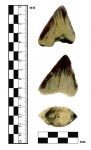 Зуб крокодила (?) Doratodon sp.?