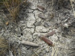 Belemnitella mucronata в естественных условиях.