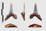 Striatolamia striata.