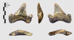 Otodus cf. minor Otodus cf. minor