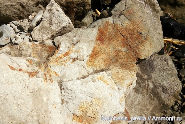 губки, Волгоградская область, Ventriculites, Spongia, нижний кампан, Campanian