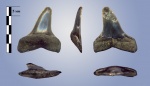 Macrorhizodus praecursor