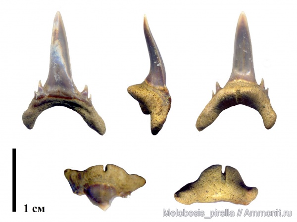мел, акулы, маастрихт, зубы акул, Волгоградская область, Palaeohypotodus, Волгоград, Maastrichtian, Cretaceous, teeth, shark teeth, sharks, Palaeohypotodus bronni
