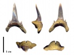 Palaeohypotodus bronni (Agassiz, 1843) ?