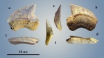 Squalicorax cf. kaupi (Agassiz, 1843)