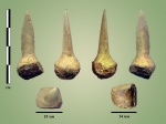 Зуб Enchodus sp.