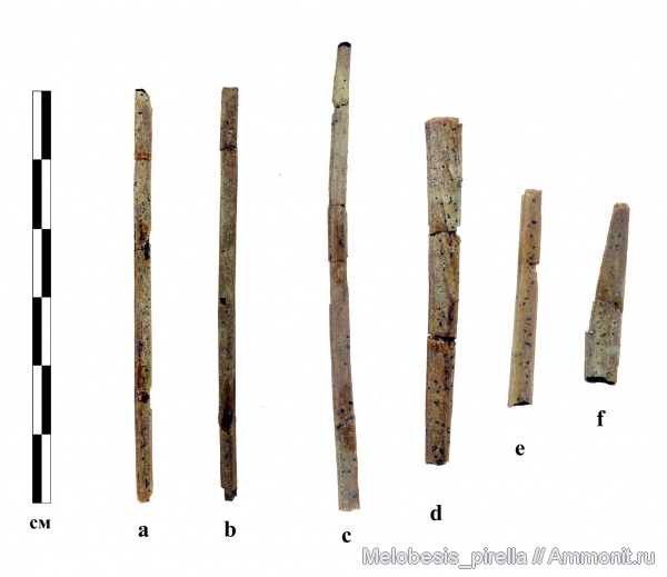 меловой период, маастрихт, Волгоград, Maastrichtian, Cretaceous