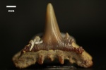 Диадема Synechodus sp.(?) Диадема Synechodus sp.(?)