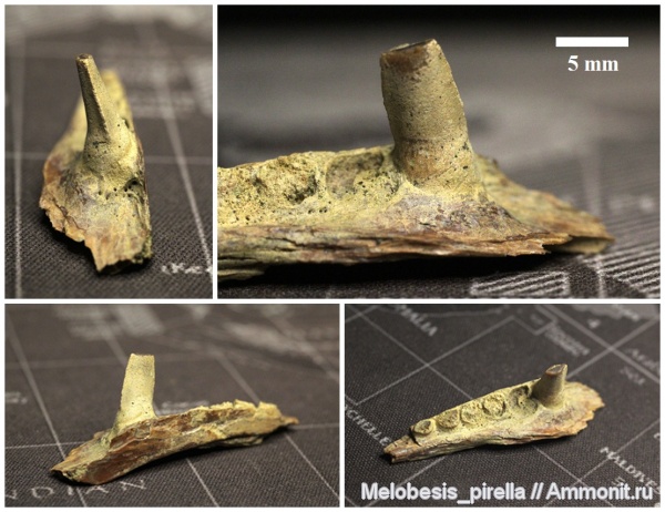 мел, рыбы, зубы, маастрихт, зубы рыб, Enchodus, Волгоград, Maastrichtian, Cretaceous, fish, teeth, fish teeth