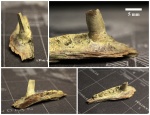 Челюсть Enchodus sp.